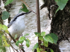 Nötväcka (Sitta europaea, Eurasian Nuthatch) Senoren, Ramdala, Bl.