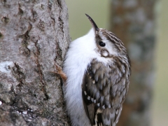 Trädkrypare (Certhia familaris, Eurasian Treecreeper) Söder, Växjö, Sm.