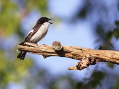 Svartvit flugsnappare, hane(Ficedula hypoleuca, Pied Flycatcher) Bokhultets NR, Växjö, Sm.