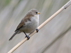 Pungmes juv (Remiz pendulinus, Eur. Penduline Tit) Herculesdammarna, Åhus, Sk.