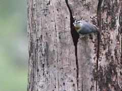 Krüper's nötväcka (Sitta krueperi, Krüper's Nuthatch) Lesvos, Greece.