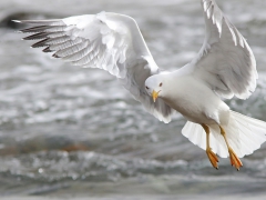 Medelhavstrut (Larus Michahellis (atlantis), Yellow-legged Gull) Maspalomas,Gran Canaria, Spain.