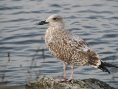 Gråtrut (Larus argentatus, European Herring Gull) Gräsgårds hamn, Öl.