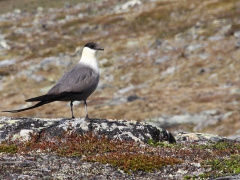 Fjällabb (Stercorarius longicaudus, Long-tailed Skua) Njulla, Abisko, Tlm.