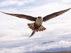 Fjällabb (Stercorarius longicaudus, Long-tailed Skua) Njulla, Abisko, Tlm.