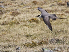 Fjällabb (Stercorarius longicaudus, Long-tailed Skua) Njulla, Abisko, Tlm.