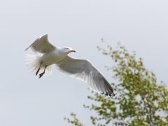 Gråtrut (Laurus argentatus, European Herring Gull) Häringetorp, Växjö, Sm.