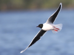 Dvärgmås (Hydrocoloeus minutus, Little Gull) S. Bergundasjön, Växjö, Sm.