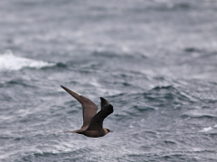 Kustlabb (Stercorarius parasiticus, Arctic Skua ) Bleik, Norway.