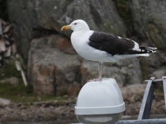 Havstrut (Larus marinus Great, Black-backed Gull) Brännö, Göteborgs skärgård.