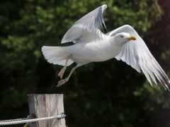 Gråtrut (Larus argentatus, European Herring Gull) Tjärö, Bl.