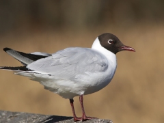 Skrattmås (Croicocephalus ridibundus, Black-headed Gull) Senoren, Blekinge.