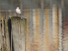 Skrattmås (Croicocephalus ridibundus, Black-headed Gull) Gamla Äspetbron, Åhus, Sk.