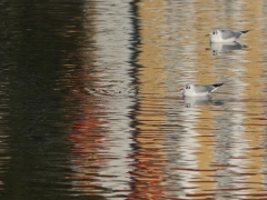 Skrattmås (Croicocephalus ridibundus, Black-headed Gull) Gamla Äspetbron, Åhus, Sk.