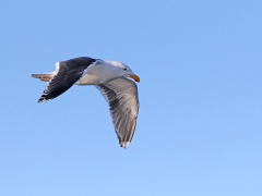 Havstrut (Larus marinus, Great Black-backed Gull) Lindö udde, Bl.