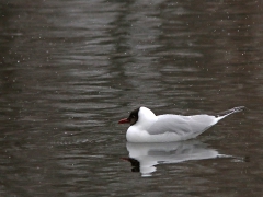 Skrattmås (Croicocephalus ridibundus, Black-headed Gull) Hässleholm, Sk.