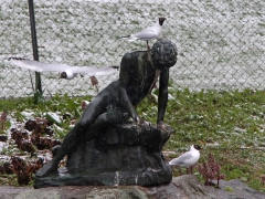 Skrattmås (Croicocephalus ridibundus, Black-headed Gull) Hässleholm, Sk.