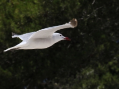 Rödnäbbad trut (Larus audouinii, Audouin's Gull) Alcudia, Mallorca, Spain.