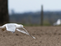 Fiskmås (Larus canus, Common Gull) Markanda, Växjö, Sm.