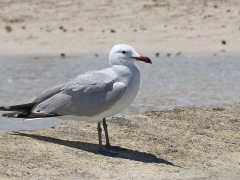 Rödnäbbad trut (Larus audouinii, Audouin's Gull) Alcudia, Mallorca, Spain.