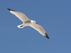 Rödnäbbad trut (Larus audouinii, Audouin's Gull) Alcudia, Mallorca, Spain.