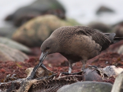 Storlabb (Stercorarius skua, Great Skua) Vejbystrand, Sk.