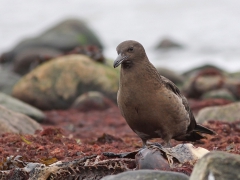 Storlabb (Stercorarius skua, Great Skua) Vejbystrand, Sk.