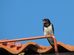 Ladusvala (Hirundo rustica,Barn Swallow) Ottenby, Öl.