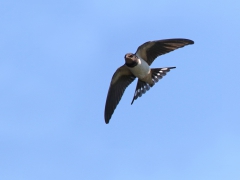 Ladusvala (Hirundo rustica, Barn Swallow) Ottenby, Öl.