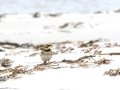 Berglärka (Eremophila alpestris, Horned Lark) Äspet, Åhus, Sk.