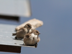 Klippsvala (Ptyonoprogne rupestris, Eur. Crag Martin) Mt Olympos,Lesvos, Greece.