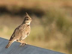 Tofslärka (Gallerida cristata, Crested Lark) Kalloni, Lesvos Greece.