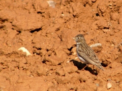 Dvärglärka (Callandrella ruescens, Lesser Short-toed Lark) Spain.