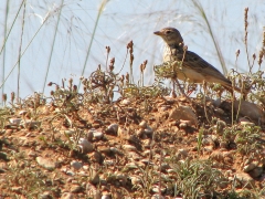 Kalanderlärka (Callandrella brachydactyla, Calandra Lark) Spain.