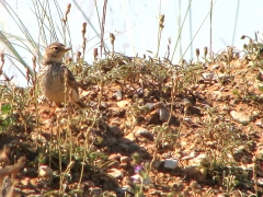 Kalanderlärka (Callandrella brachydactyla, Calandra Lark) Spain.