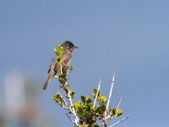 Rödstrupig sångare (Sylvia cantillans,albistriata, East. Subalpine Warbler).