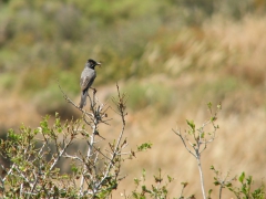 Rödstrupig sångare (Sylvia cantillans,albistriata, East. Subalpine Warbler).