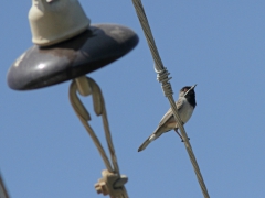 Svarthakad sångare( Sylvia rueppelli, Rüppell's Warbler). Lesvos.