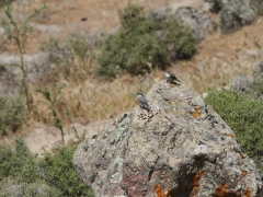 Klippnötväcka (Sitta neumayer, Western Rock Nuthatch). Lesvos.