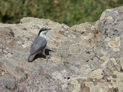 Klippnötväcka (Sitta neumayer, Western Rock Nuthatch). Lesvos.