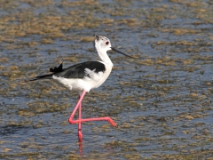 Styltlöpare (Himantopus himantopus, Stilt Sandpiper) Kalloni. Lesvos.