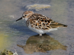 Småsnäppa (Calidris minuta, Little Stint) Kalloni. Lesvos.