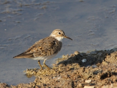 Mosnäppa (Calidris temminckii, Temminck's Stint) Kalloni. Lesvos.