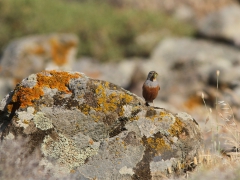 Rostsparv (Emberiza caesia, Cretzschmar's Bunting) Petrified Forest. Lesvos.