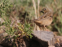 Rostsparv (Emberiza caesia, Cretzschmar's Bunting)  Petrified Forest. Lesvos.