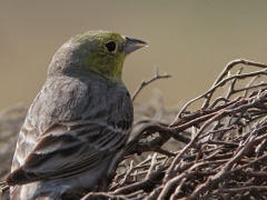 Gulgrå sparv (Emberiza cineracea, Cretzschmar's Bunting) Petrified Forest. Lesvos.