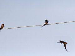 Rostgumpsvala (Cecropis daurica, Red-rumped Swallow) Sigri. Lesvos.