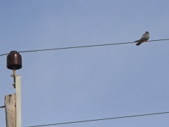 Aftonfalk (Falco vespertinus; Red-footed Falcon). Lesvos.