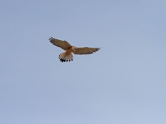 Rödfalk (Falco naumanni,  Lesser Kestrel). Lesvos.