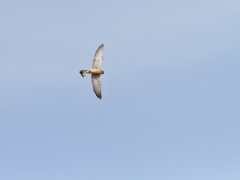 Rödfalk (Falco naumanni,  Lesser Kestrel). Lesvos.